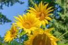 Issaquah, Washington State, USA. Dwarf sunflowers Art Print